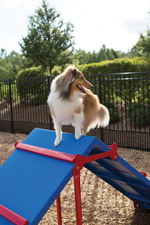 Bark Park