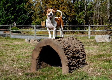 Dog-On-It-Parks