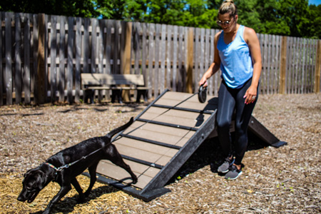 Gyms for Dogs