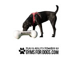 Gyms-for-Dogs