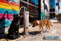 Gyms for Dogs