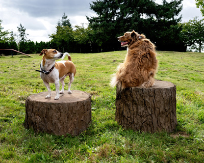 Dog-On-It