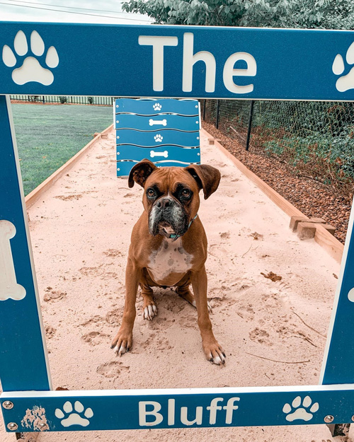 Dog-On-It