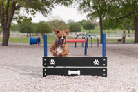 Dog on it parks
