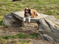 Dog On It