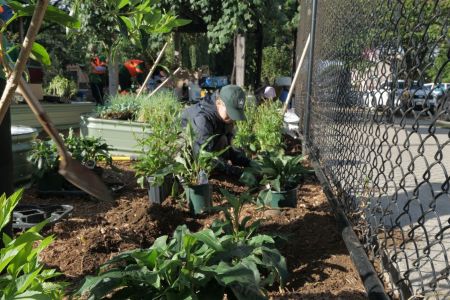 a volunteer plants greenery at a community garden
