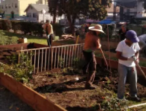 community gardens