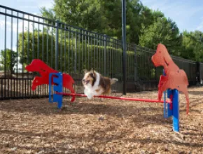 Dog jumping