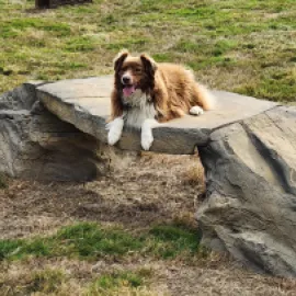 DOG-ON-IT
