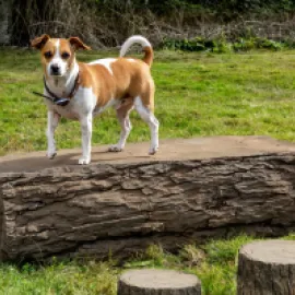 Dog-On-It-Parks